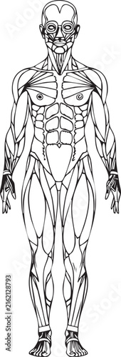 Human muscular system anatomy illustration with physique, structure