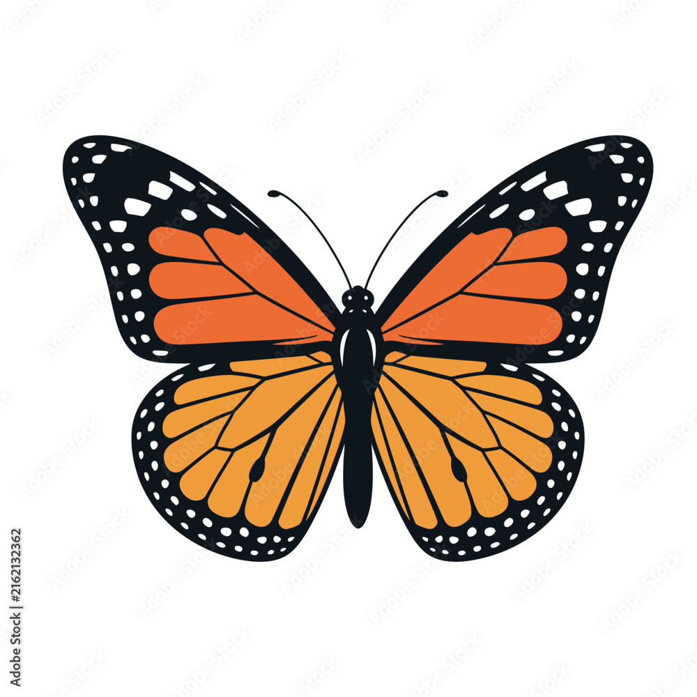 Fototapeta premium Monarch Butterfly Vector Illustration, Orange and Black Insect with Detailed Wing Patterns, Nature and Transformation