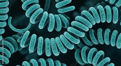 Microscopic view of spiral bacteria or cyanobacteria filaments under electron microscope