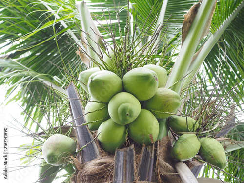 Quadro su tela Young coconuts is still on the coconut tree