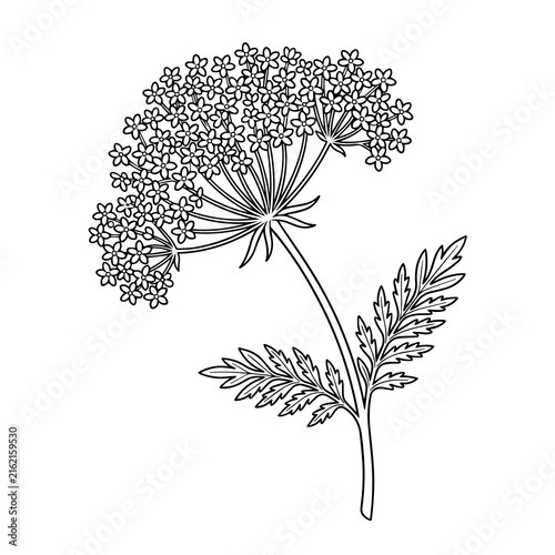 Fotografie Botanical black and white line of a flowering umbel plant with small blossoms an