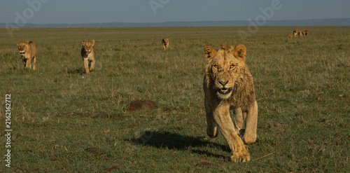 Quadro su tela Young Male Lion Leads his Pride Across the Maasai Mara!