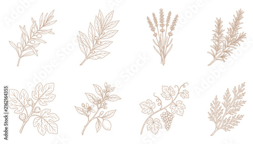 Mediterranean herb and fruit branch set featuring olives lavender and grapes as vector illustration.