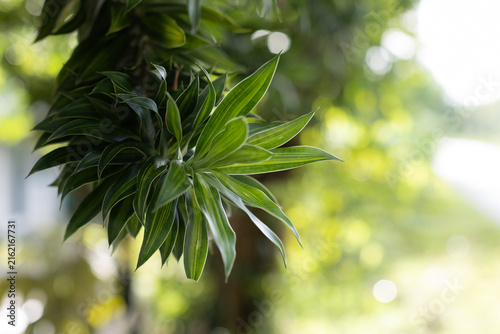 Green leaves, blurred background, leave space for copy.