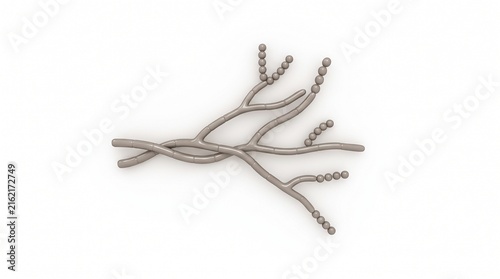 Actinomycetes Streptomyces filament simple portrait white background