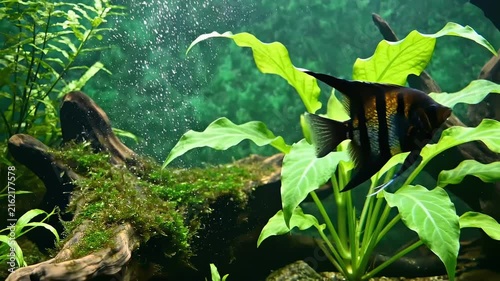Angelfish swimming in a lush green aquarium with bubbles and plants.