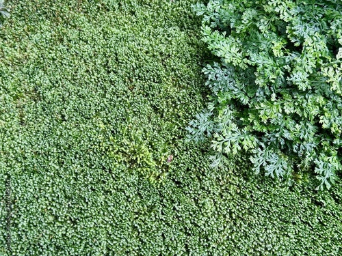 Green ferns and moss on the ground in the garden.