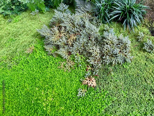 Garden decoration with green plants and moss in the botanical garden