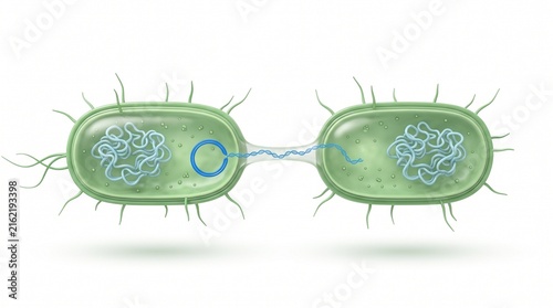 Bacterial conjugation gene transfer 3D illustration white background