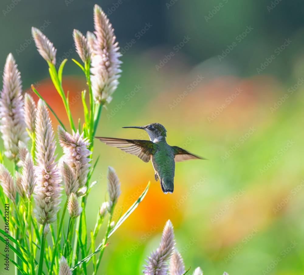 Fototapeta premium close up on flying ruby throated hummingbird above flower