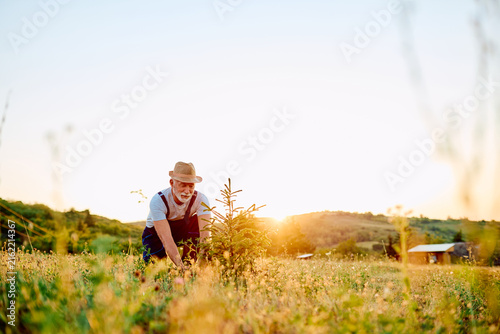 Quadro su tela Experienced man planting a young seedling in nature, contributing to reforestati