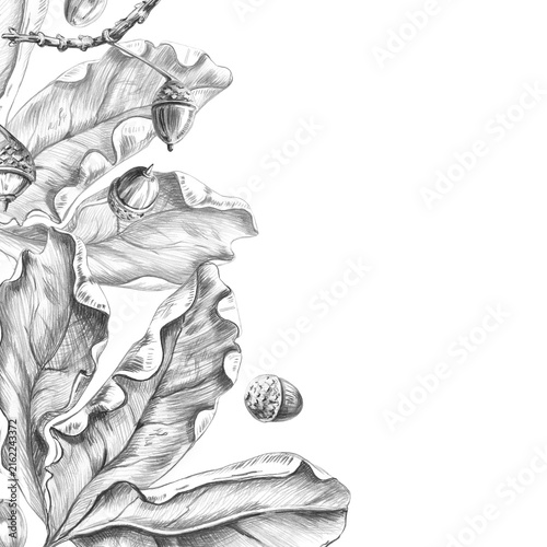 A square frame with a branch of autumn oak leaves and acorns. This detailed pencil illustration is ideal for cards, invitations, seasonal decorations, and logo designs for craft products.