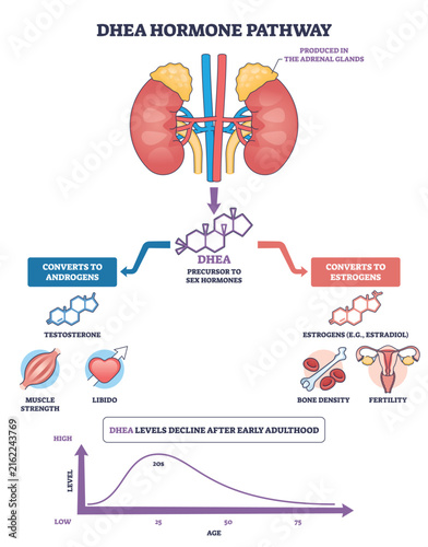 Fotografía DHEA hormone pathway shows how adrenal glands produce DHEA molecule that converts to androgens and estrogens, impacting muscle, bone, and fertility