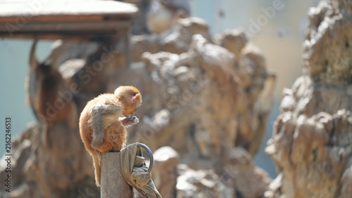 side portrait of monkey sitting and kissing marble in the afternoon in the zoo, playful young monkey holding something