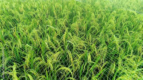 Protective Netting Covering Ripened Rice Paddy to Prevent Bird Damage
