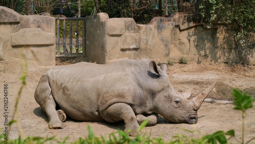 rhino sunbathing in the afternoon in outdoor exhibit in the zoo, medium shot of rhinoceros in its habitat
