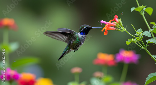 Hummingbird hovering near colorful flowers in garden, small bird feeding on nectar with blurred green background