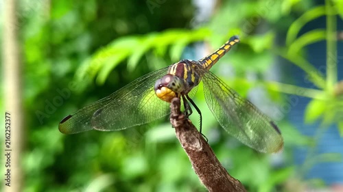 Dragonfly Resting on a Dry Plant Stem