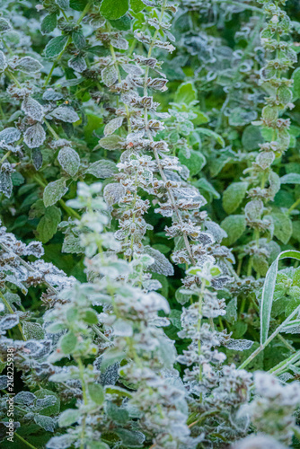 Canvastavla Frost-covered herbs glistening in the morning light at a rural garden