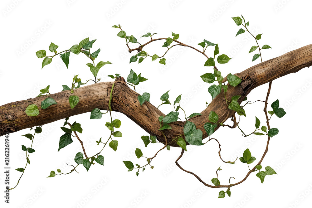 Fototapeta premium Rustic Branch Covered with Small Green Vine Leaves