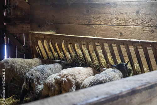 Foto Four sheep eating hay inside a rustic barn, warm farm interior with natural rural atmosphere