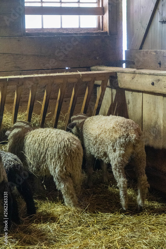 Quadro su tela Two sheep chewing hay inside a rustic barn, vertical farm portrait in warm natural tones