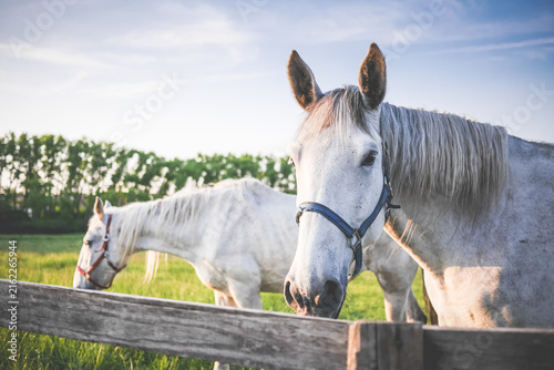 Foto Two white horses on green pasture paddock behind wooden fence at sunrise