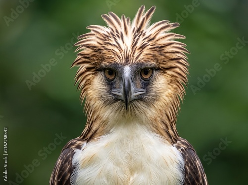 Symmetrical Front Face Portrait of a Philippine Eagle with a Majestic Feather Crest. Generative AI