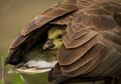 Duckling under protective wings
