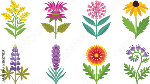 Colorful Wildflower Botanical Collection with Lupine Coneflower Goldenrod and Native Meadow Flowers