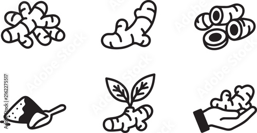 Turmeric root vector icons. Organic spice and ginger rhizome line art set.
