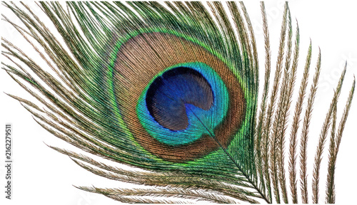 Foto Iridescent peacock feather eye on black background