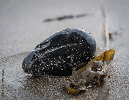 Obsidian Stone Washed Ashore with Seaweed on Sandy Beach Evoking Coastal Drift