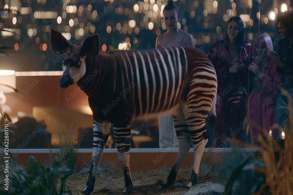 Naklejka premium Okapi animal zebra stripes brown and white pattern