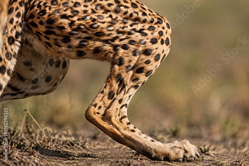 Close-up detail of a cheetah's powerful hind leg, muscles taut.