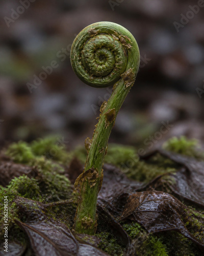 Involute fern fiddlehead in forest moss, growth and nature renewal concept