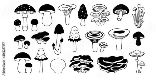 Woodland Mushroom and Acorn Botanical Collection