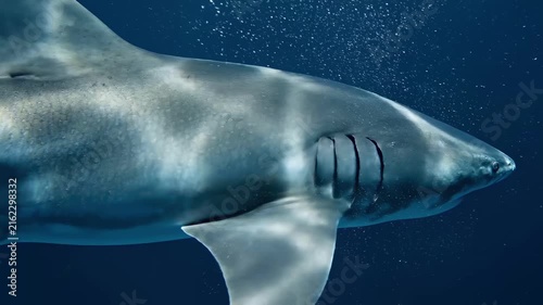 Majestic Great White Shark Swimming Underwater in Deep Blue Ocean.