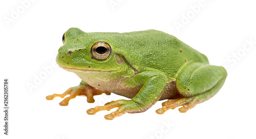 Bild auf Leinwand Green tree frog with large golden eyes sits on a white background
