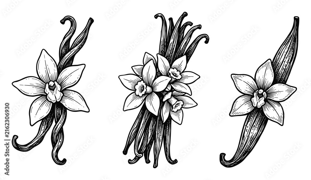 Naklejka premium Vanilla flower pods set, black white aroma ingredient, dessert spice flavor, vector illustration