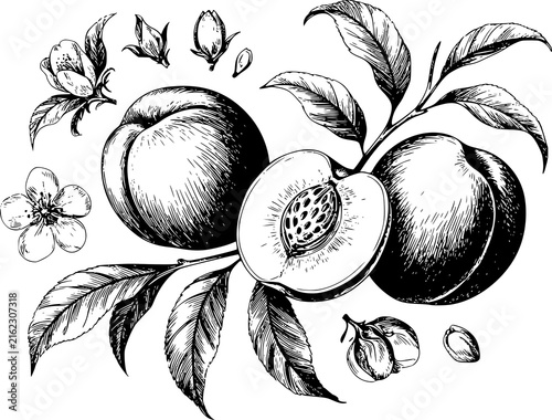Hand-drawn botanical of fresh peaches with leaves and blossoms in a classic black and white style