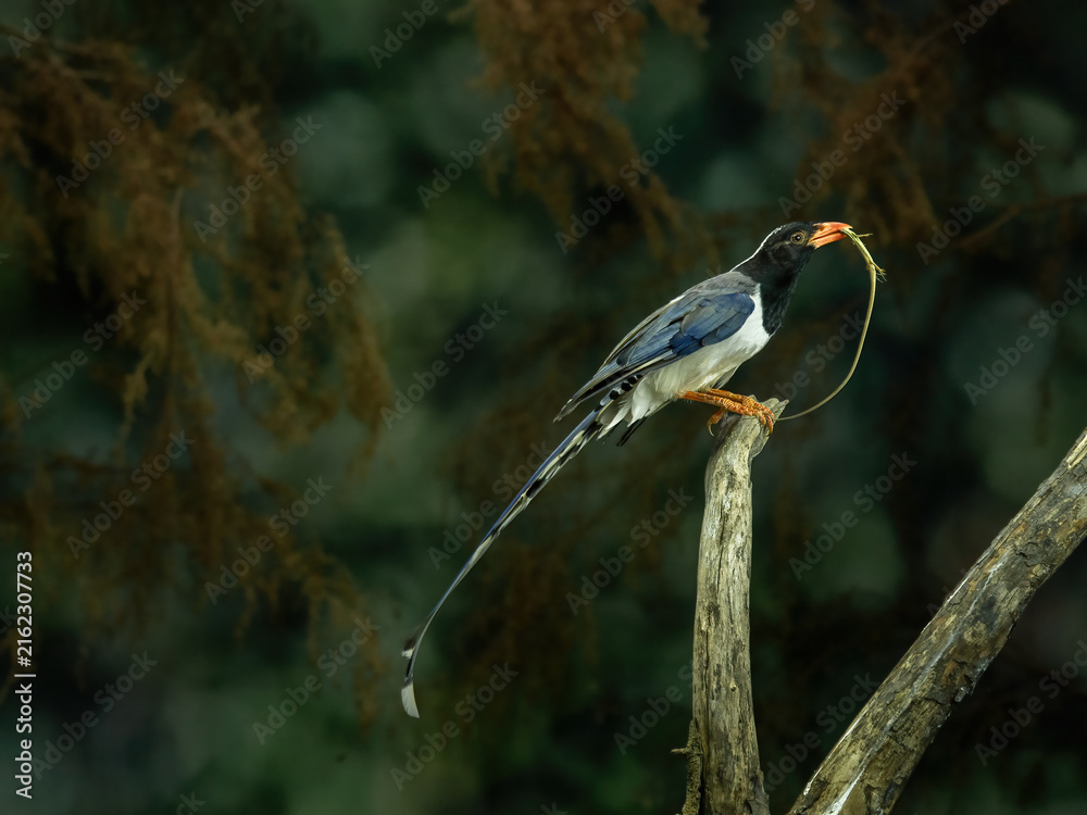 Fototapeta premium A Red-billed blue magpie, Urocissa erythroryncha, is native to foothill forests and parks across Asia.