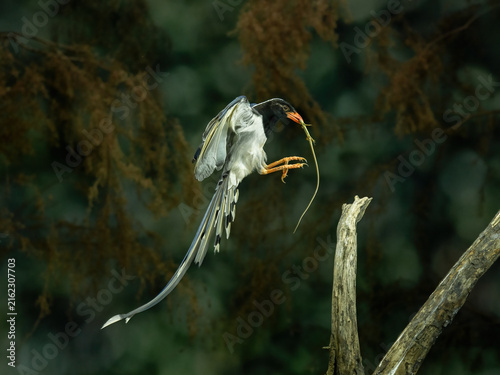 A Red-billed blue magpie, Urocissa erythroryncha,  is native to foothill forests and parks across Asia.