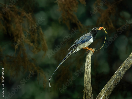 A Red-billed blue magpie, Urocissa erythroryncha,  is native to foothill forests and parks across Asia.