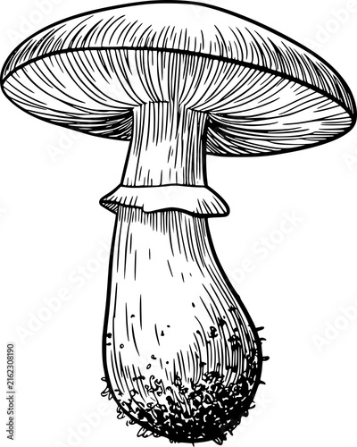 Bild auf Leinwand Detailed black and white line of a single wild mushroom isolated on a plain whit