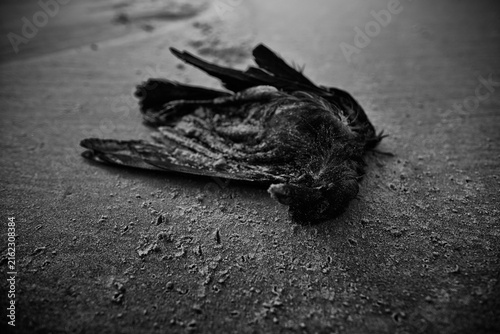 Fotografía Dead Crow Lying on a Sandy Beach in Goa, India.