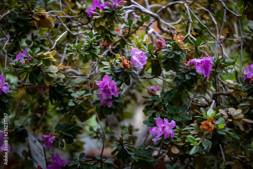 Foto センカクツツジ（尖閣躑躅）