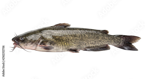 Fotografie Freshwater channel catfish with distinctive barbels and mottled skin on a white