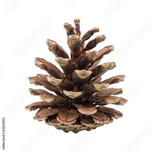 Natural Pinecone Isolated Cutout