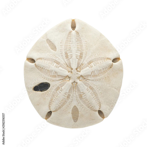 Sand Dollar Isolated Natural Cutout